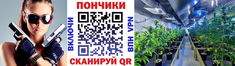 закладки  Новосокольники  Бошки Шишки MAZAR 